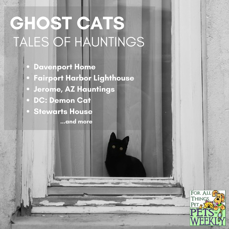 Ghost Cats and Haunted Houses