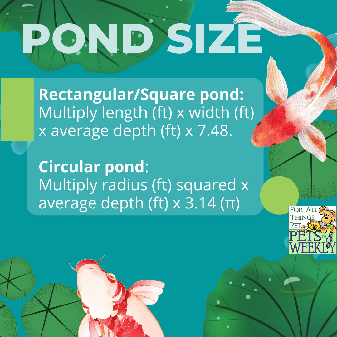 Koi Pond Planning for Beginners