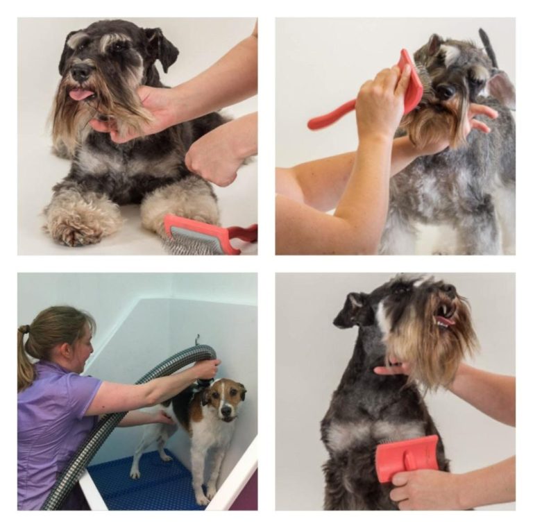 Dog Grooming Pets World Kent