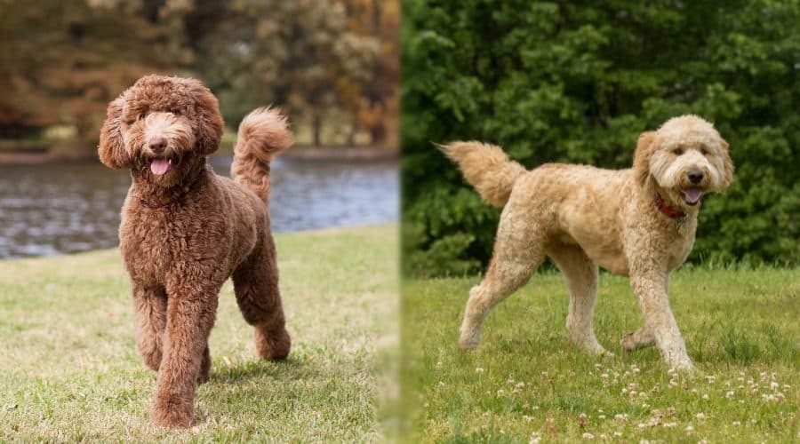 Labradoodle vs Goldendoodle PetsWows