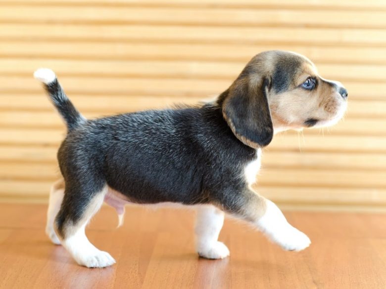 Are Pocket Beagles Good Guard Dogs? PetsWows