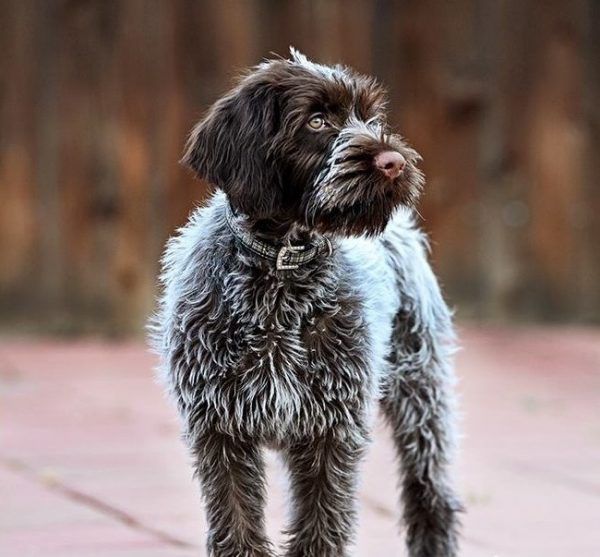 Are Wirehaired Pointing Griffons Good Guard Dogs? PetsWows