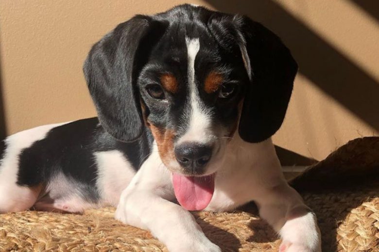 Are Cavajacks Good Guard Dogs? PetsWows