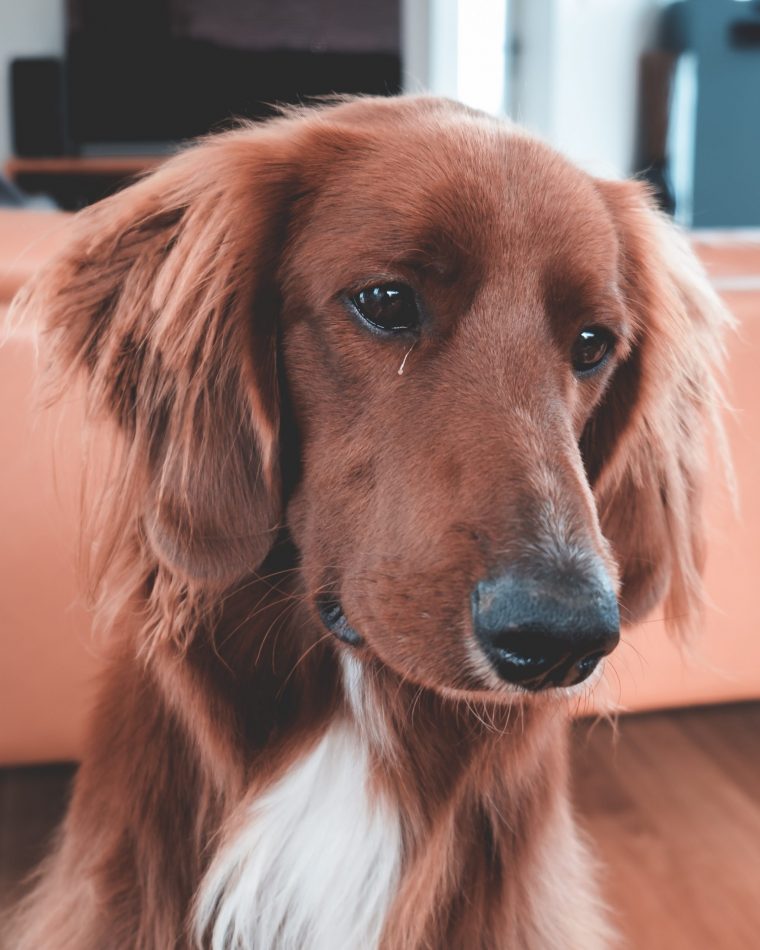 Are Irish Setters Good Guard Dogs? Answered PetsWows