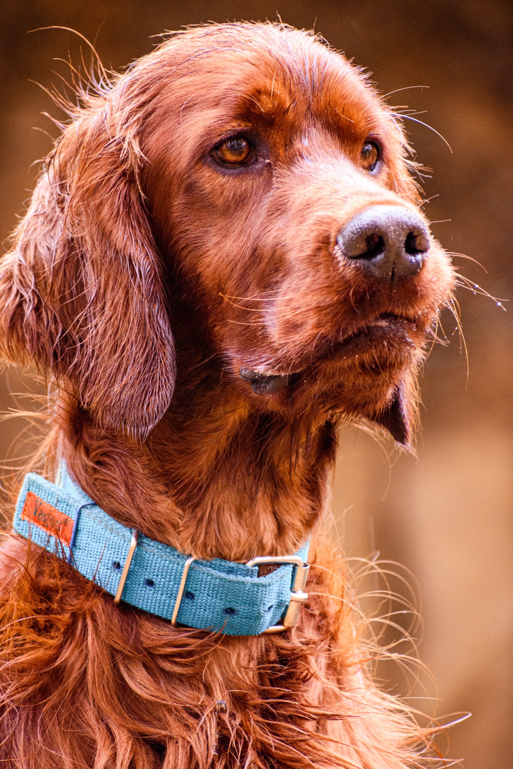 Are Irish Setters Easy to Train? A Guide to Irish Setter Training1