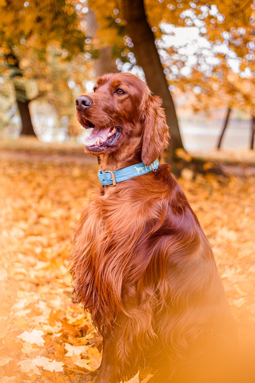 Do Irish Setters Shed? Yes, here is how to manage it. PetsWows