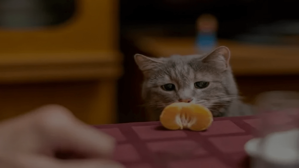 Can Cats Eat Tangerines? What You Need to Know Petsy Box