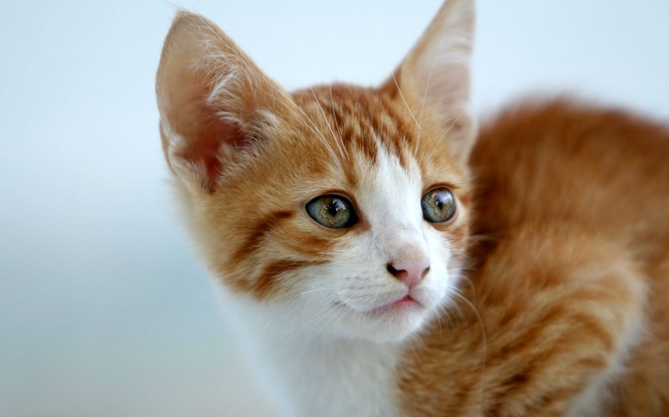 Understanding Why Are Cats Scared of Balloons? Petsy Box