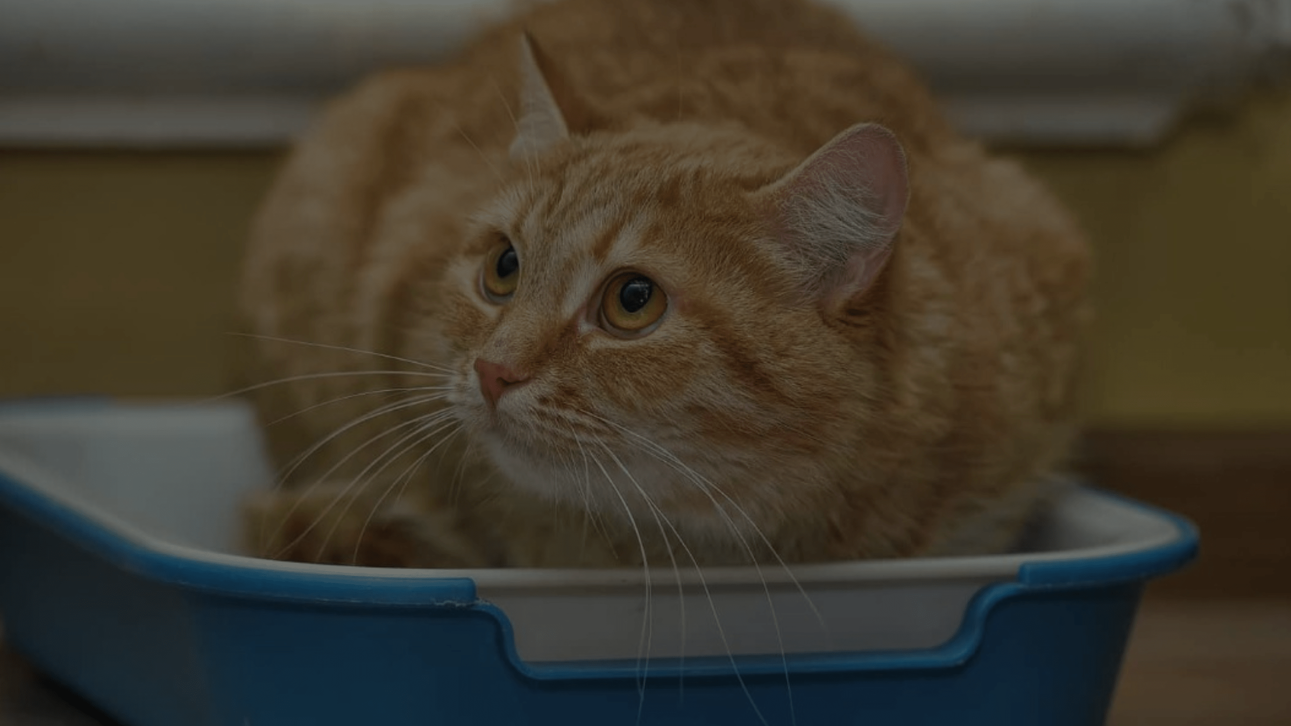 How to Stop Your Cat Keeps Stepping in Poop Petsy Box