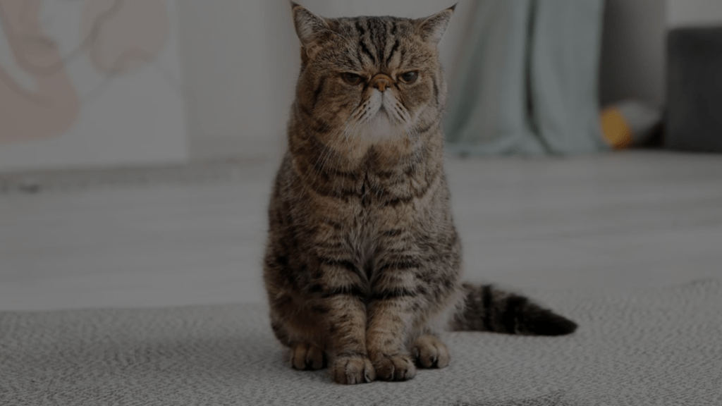 Cat Peeing on Towels 4 Causes and Solutions Petsy Box