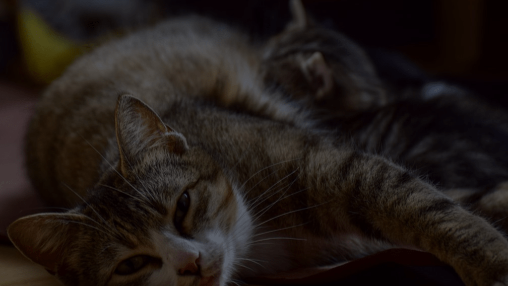 My Cat's Water Breaks! 5 Calming Steps to Perfect Delivery