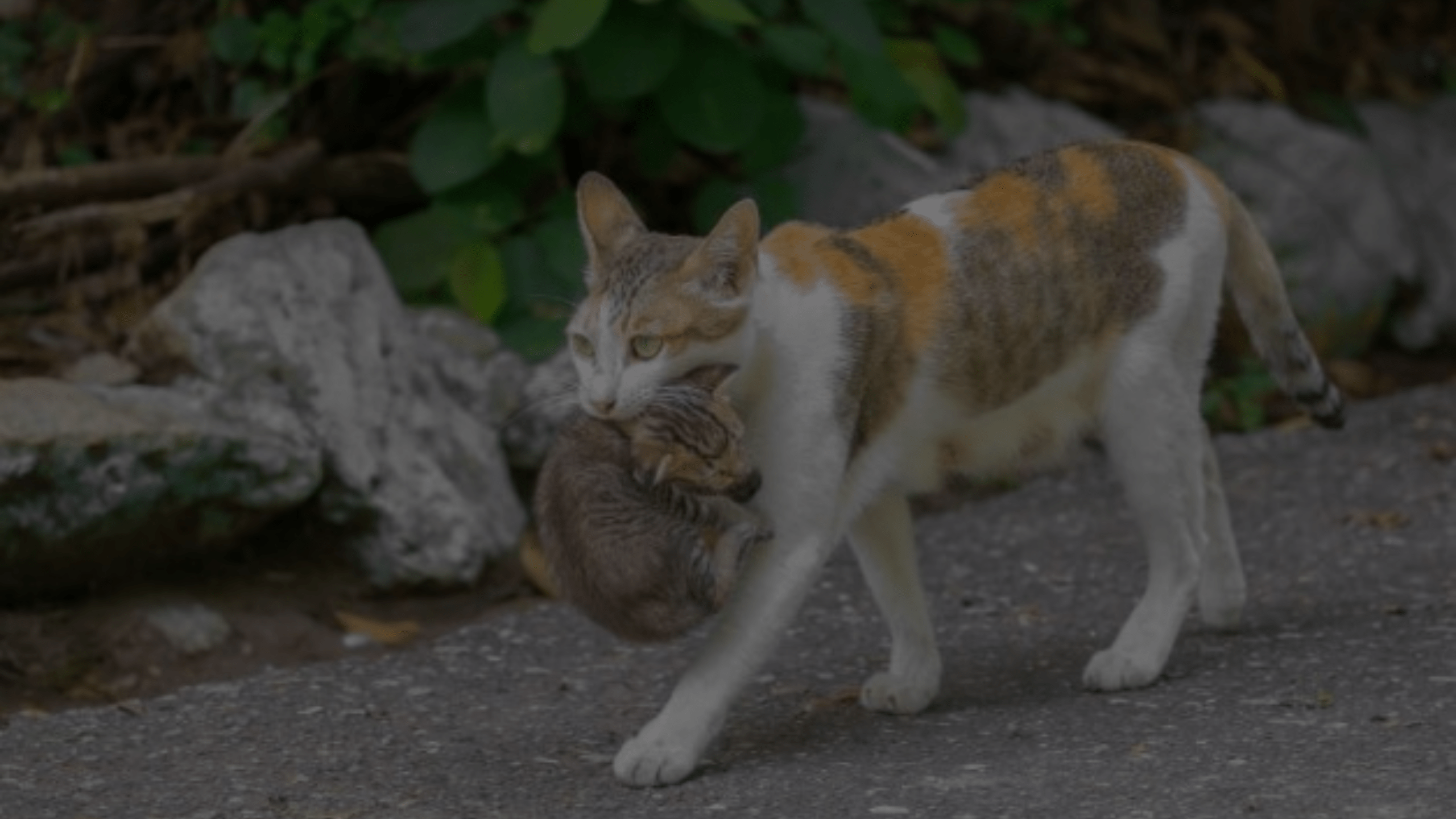 How often Do Feral Cats Move Their Kittens Petsy Box
