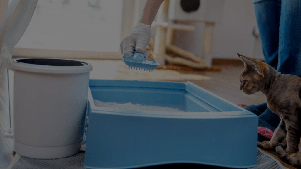 How to Clean Your Cat When They've Peed on Themselves