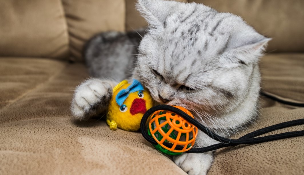 Understanding Why Are Cats Scared of Balloons? Petsy Box