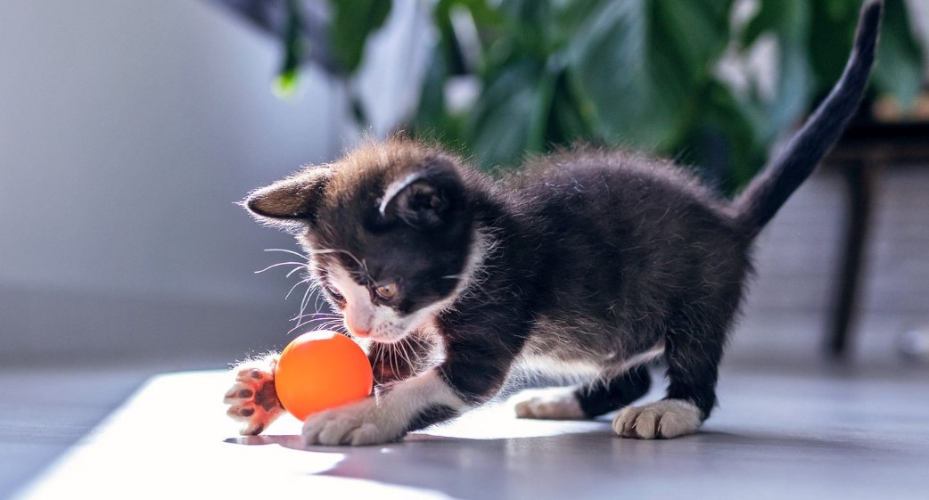 Why Do Cats Sit On Their Toys Unraveling the Mystery