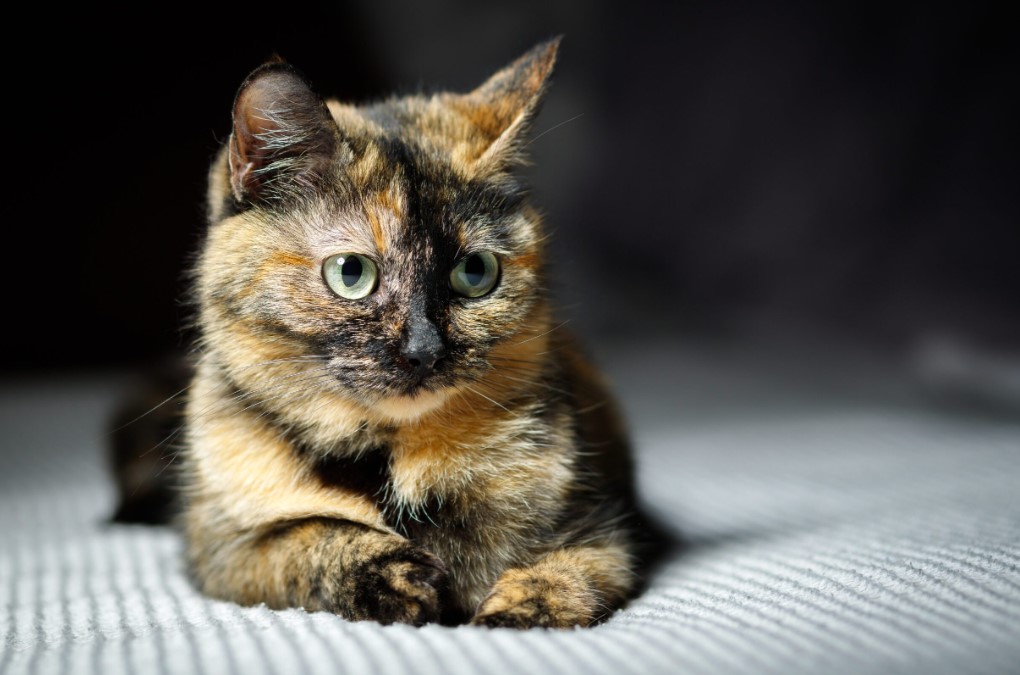 Do Tortoiseshell Cats Get Along With Other Cats? Petsy Box