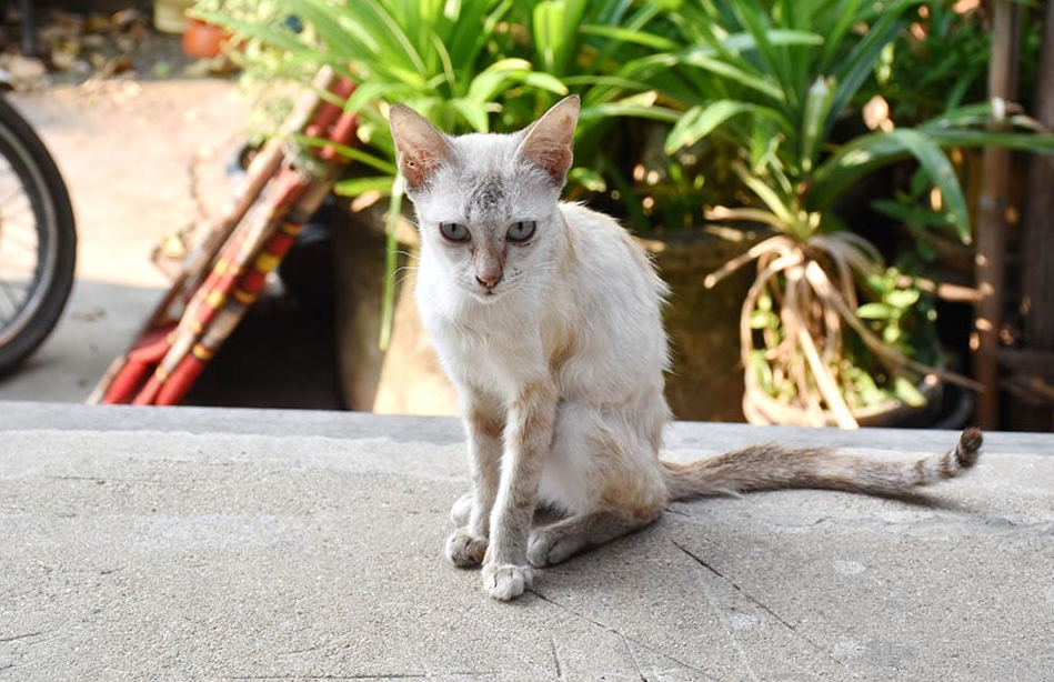 How Long Can a Cat Survive Locked in a Shed? Petsy Box