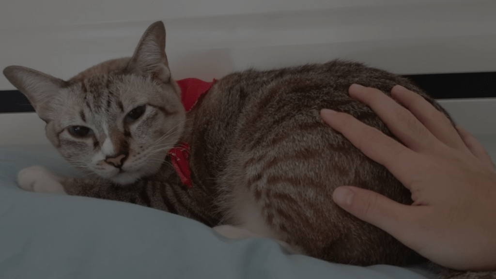 Why Do Cats Like Being Spanked? Discover the Cat Fascination