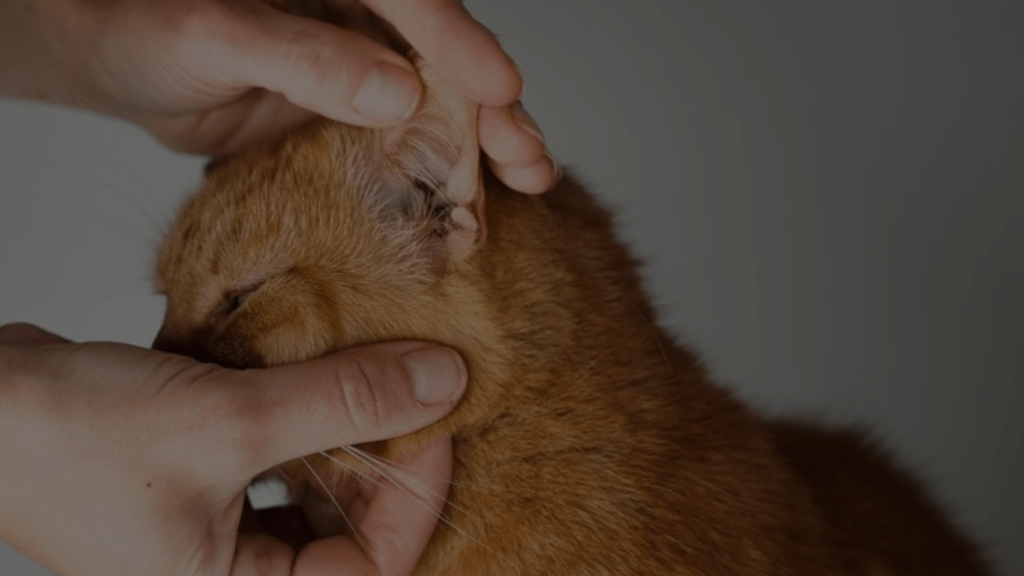 Why Do Cats Like Q Tips? Cat Obsession Explained Petsy Box