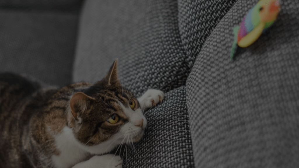 Why Do Cats Sit On Their Toys Unraveling the Mystery