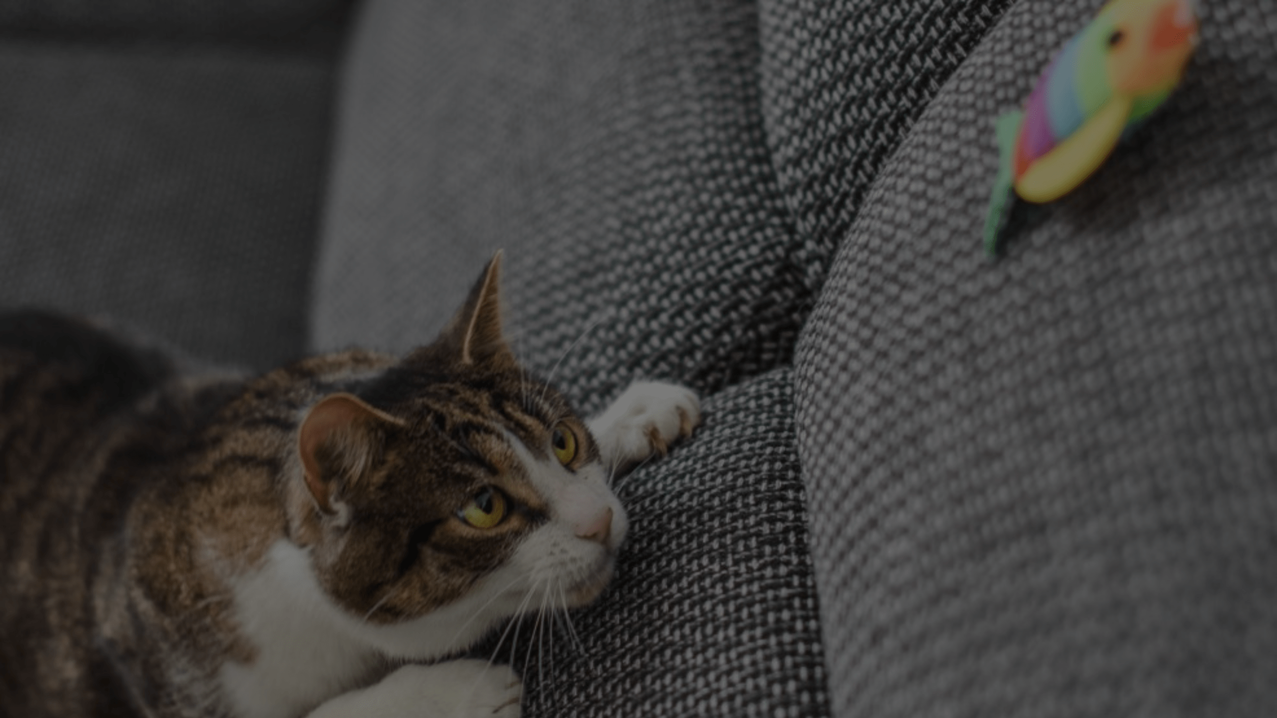 Why Do Cats Sit On Their Toys Unraveling the Mystery