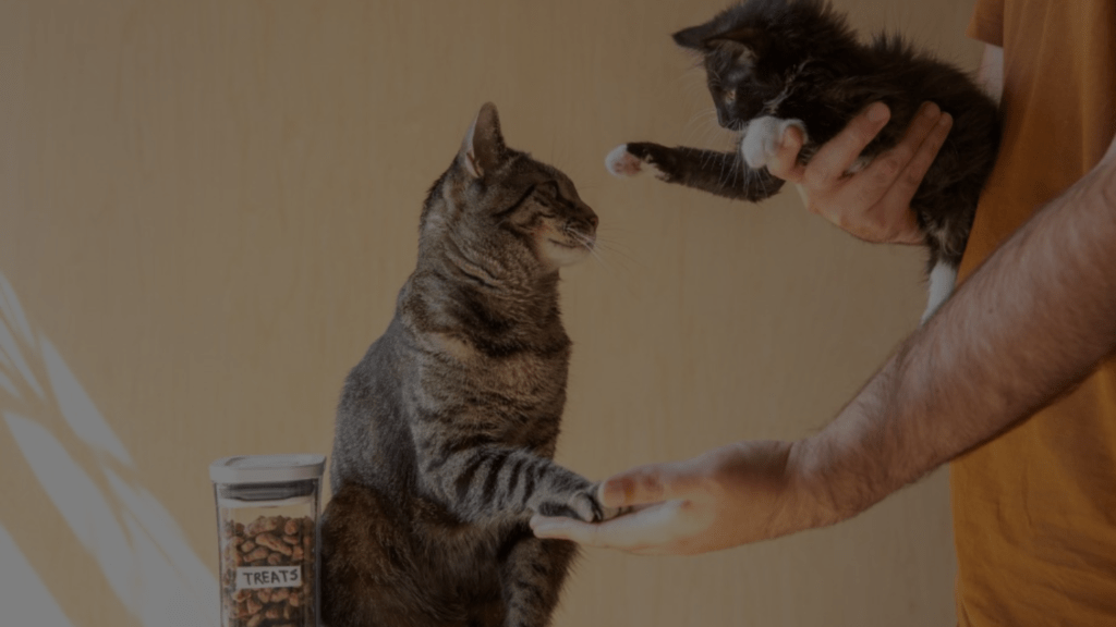 Why Does My Cat Keep Following Me After Giving Birth