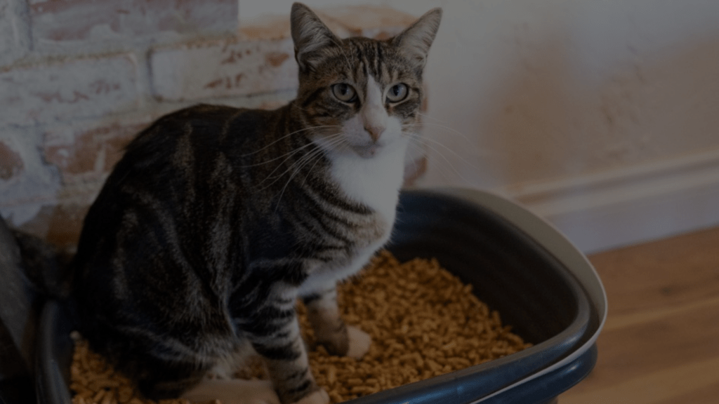 Why Is Cat Litter So Expensive? Uncover the Costs