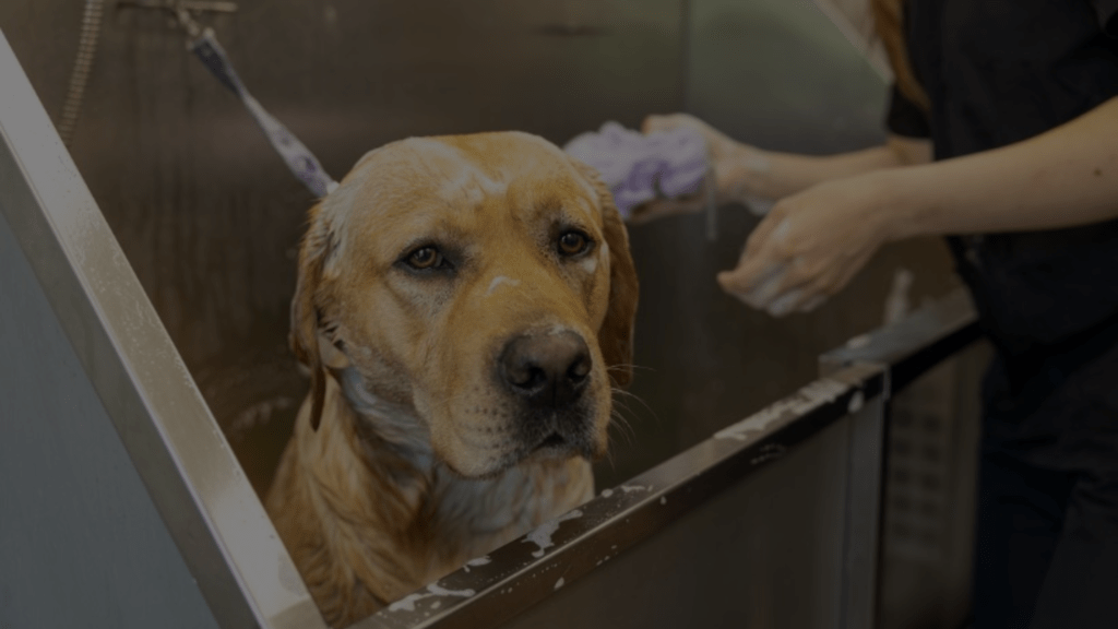 Can I Euthanize My Dog with Trazodone A Safe Guide