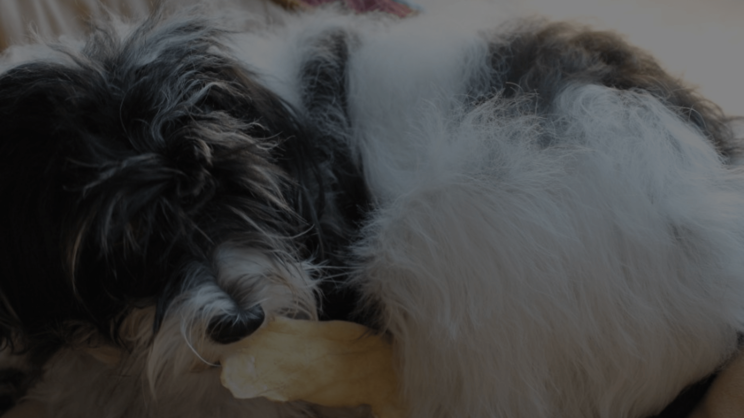 Can I Use Pantene Shampoo on My Dog? Comprehensive Guide