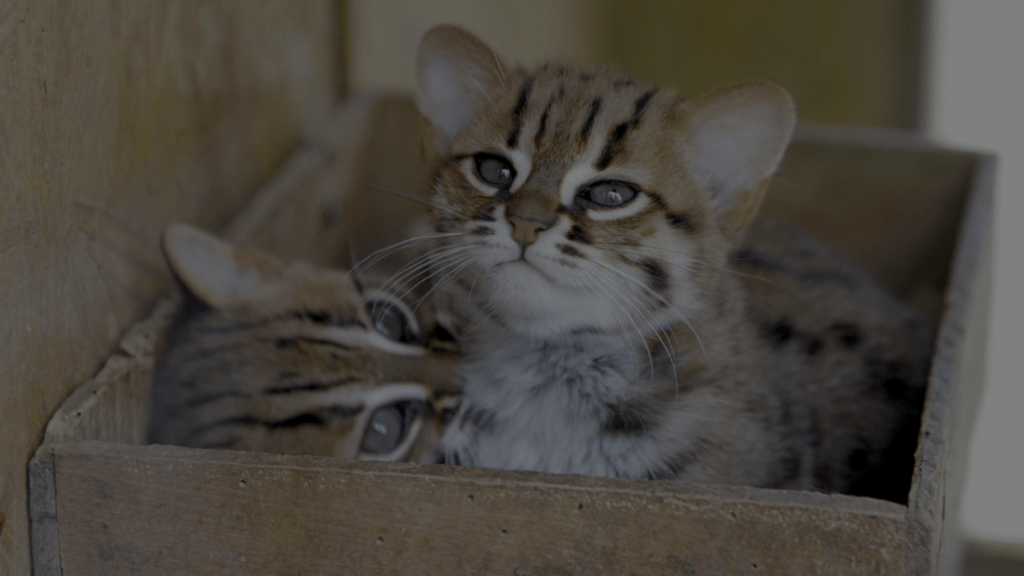 Can You Own a Rusty Spotted Cat? Ownership and Care Tips