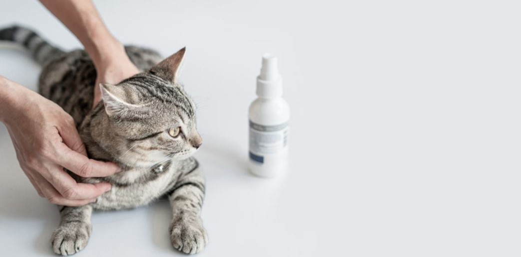 How to Give a Cat Ear Drops Effectively Petsy Box