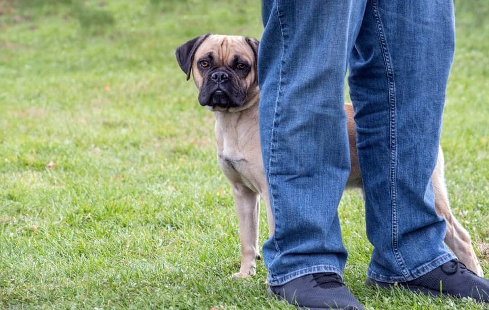 Why Does My Dog Cry When He Sees Other Dogs? Petsy Box