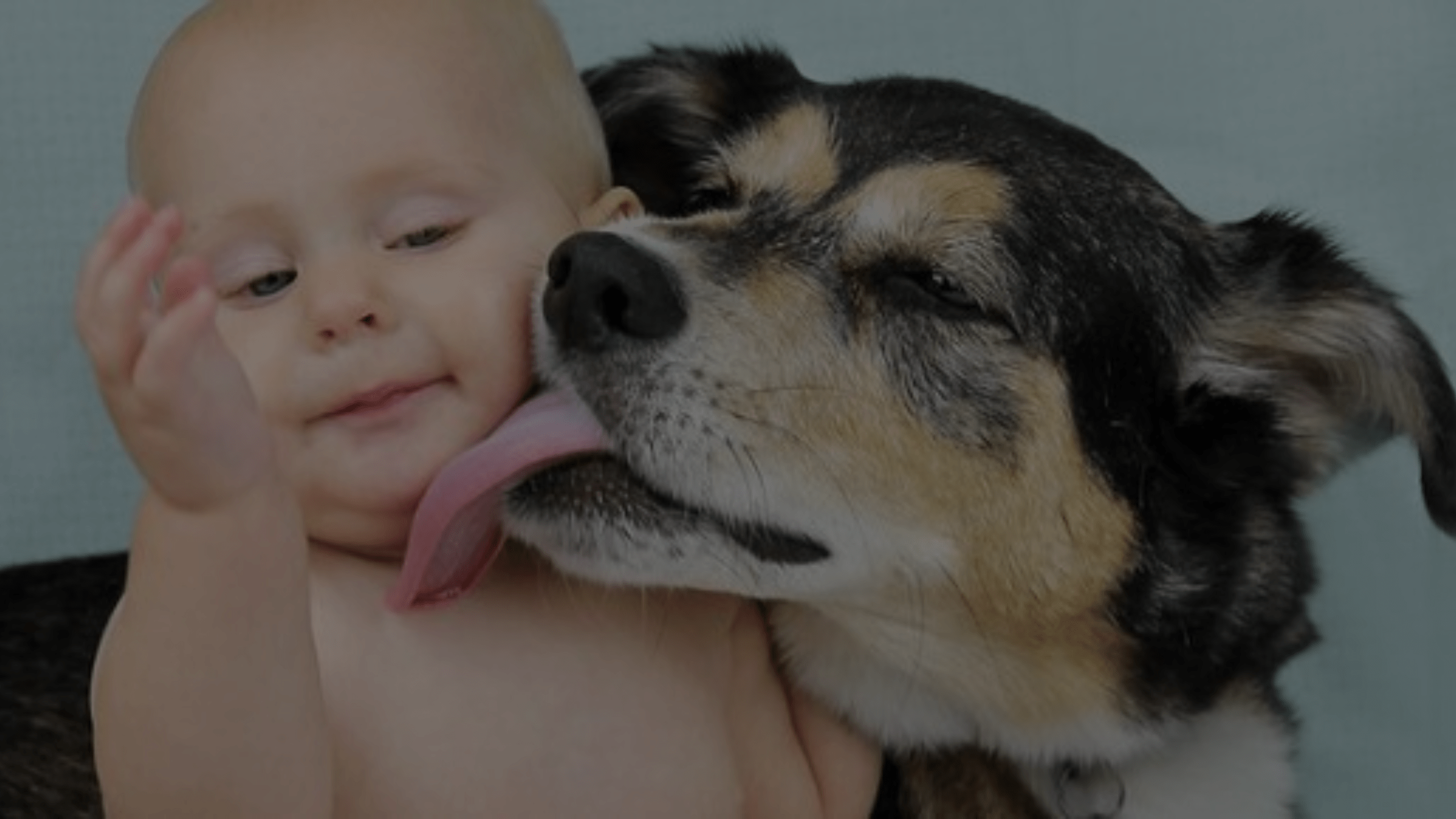 What Happens If My Dog Licks Baby Oil? Comprehensive Guide