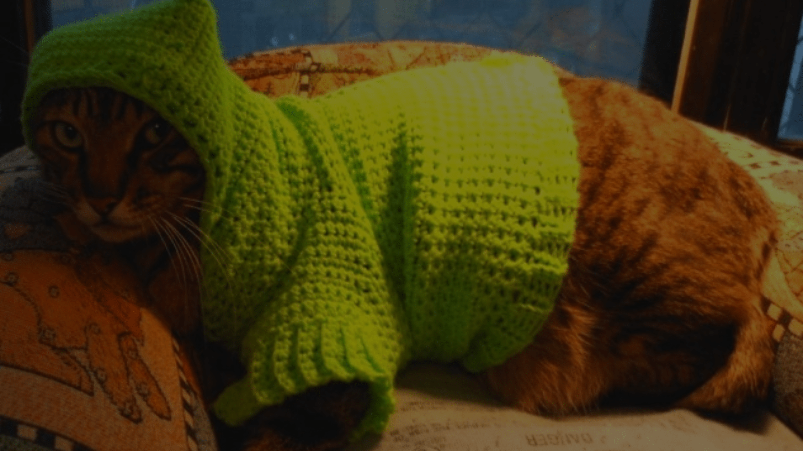 How to Crochet a Cat Sweater StepbyStep Guide Petsy Box