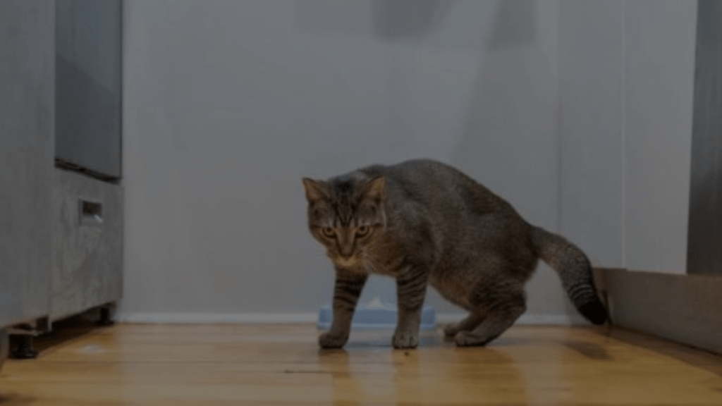 How to Get Cat Urine Out of Wood? 5 Easy Steps Petsy Box