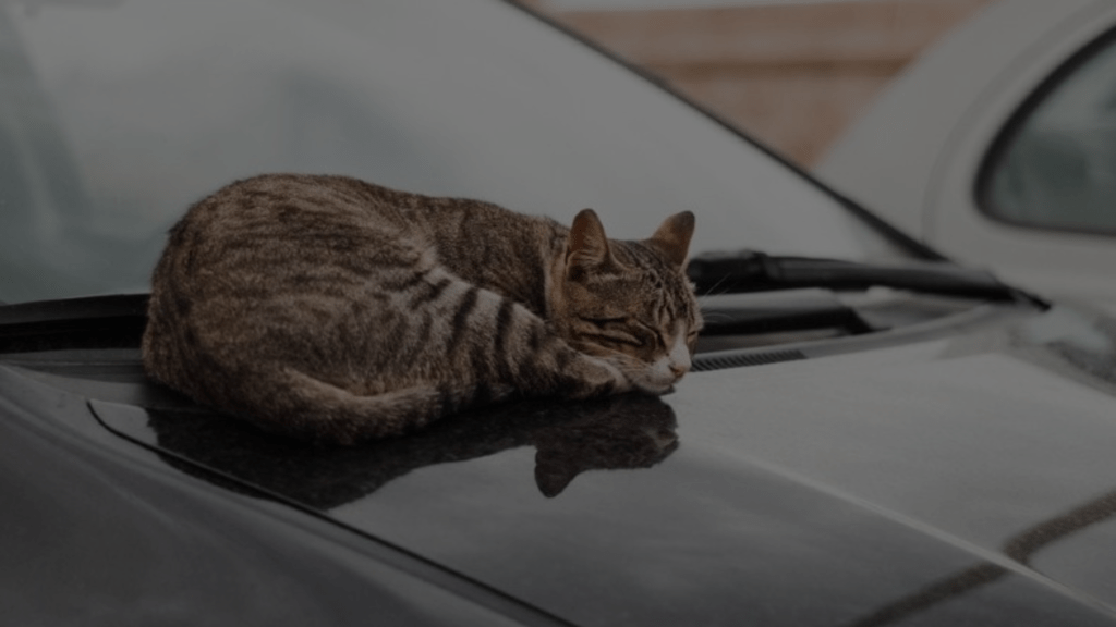 How to Keep Cat Off Car Tips to Protect Your Vehicle