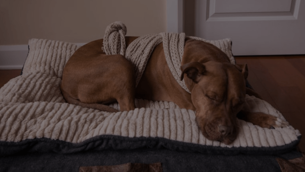 How to Swaddle a Dog? A StepbyStep Guide Petsy Box