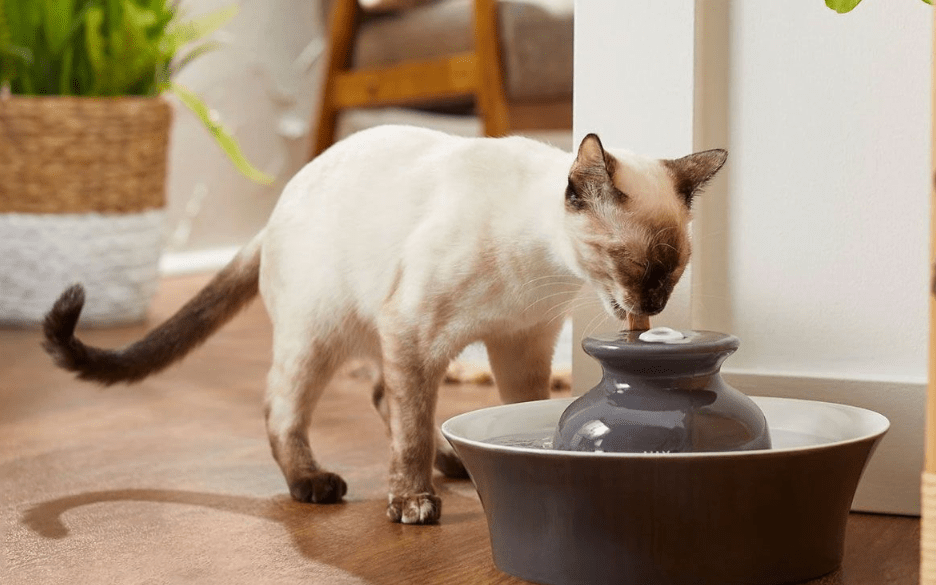 Why Does My Cat Cough After Drinking Water? Petsy Box
