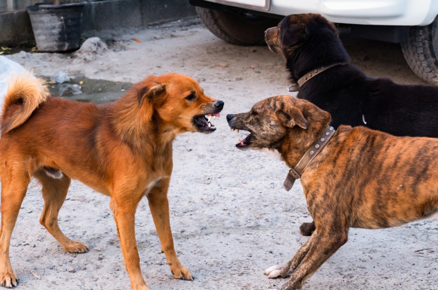 What Did One Dog Say to the Other Dog? Comprehensive Guide