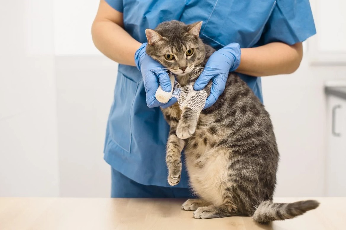 Does Cat's Tail Grow Back? A Comprehensive Guide Petsy Box