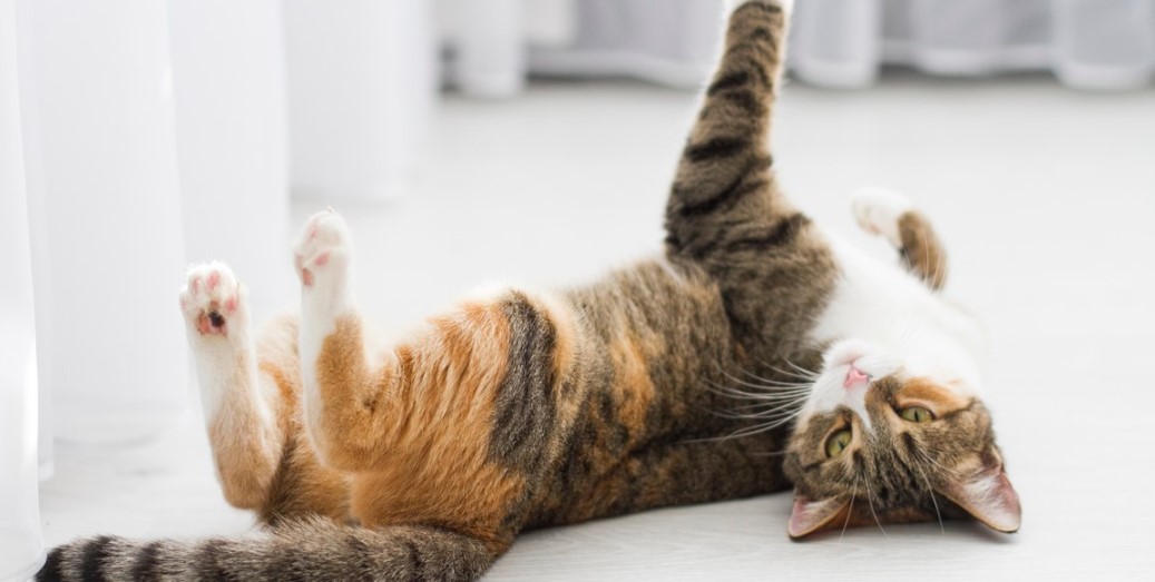 Can a Pregnant Cat Go Into Heat? 4 Key Stages