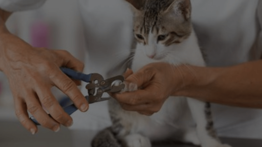 Where Can I Declaw My Cat? Pros & Cons of Declawing Cat