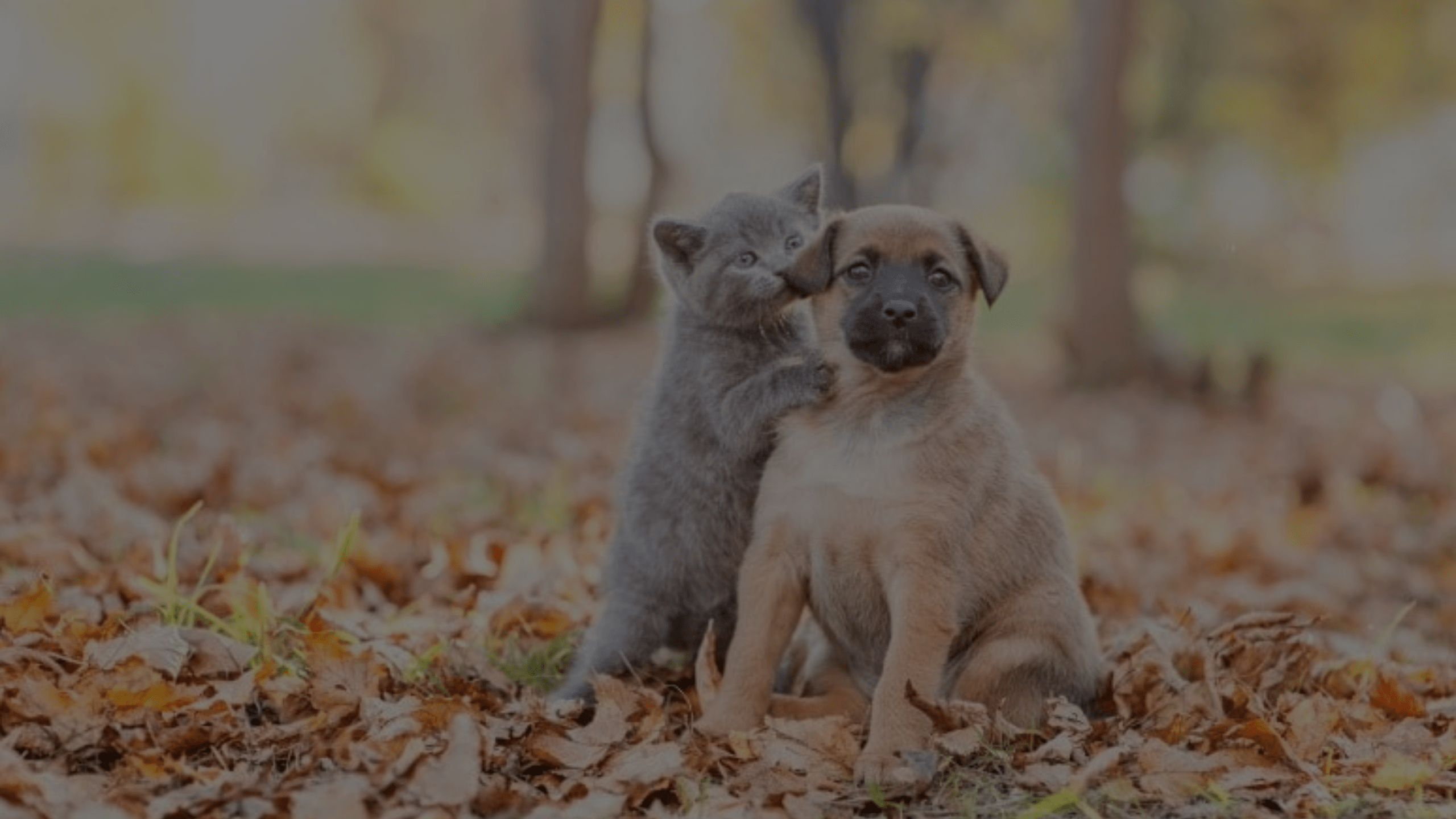 Why Does My Cat Groom My Dog? Understand Feline Behavior