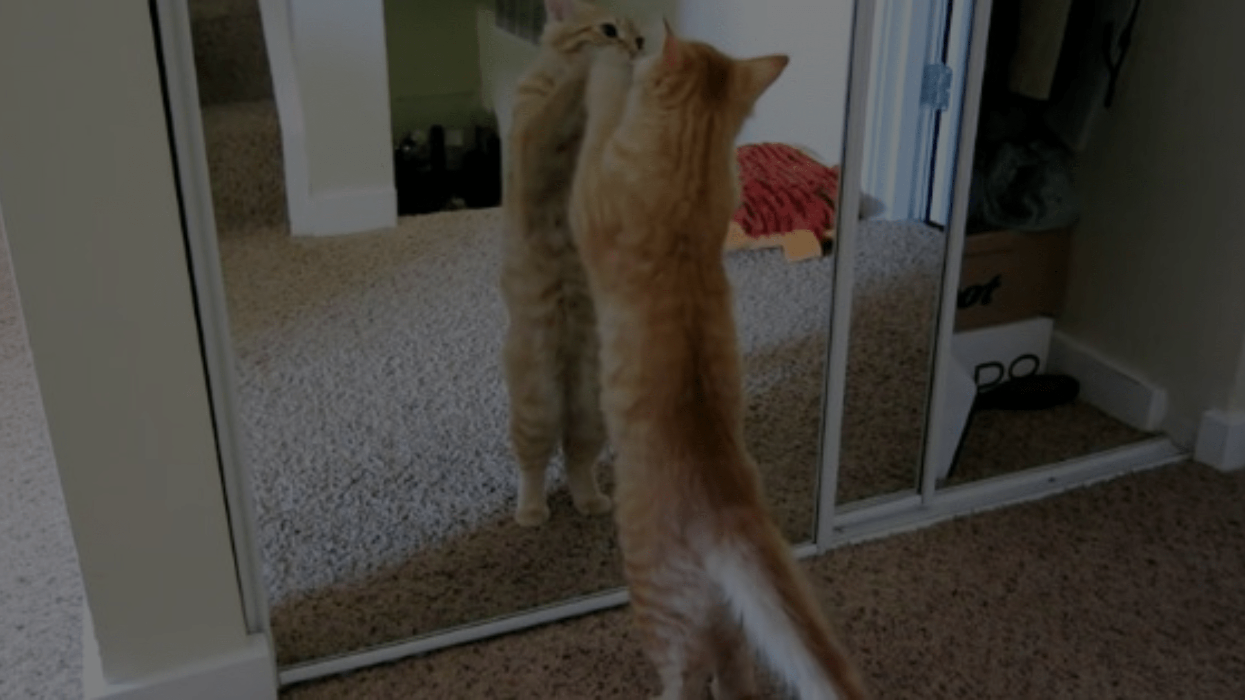 Why Does My Cat Scratch the Mirror? Petsy Box