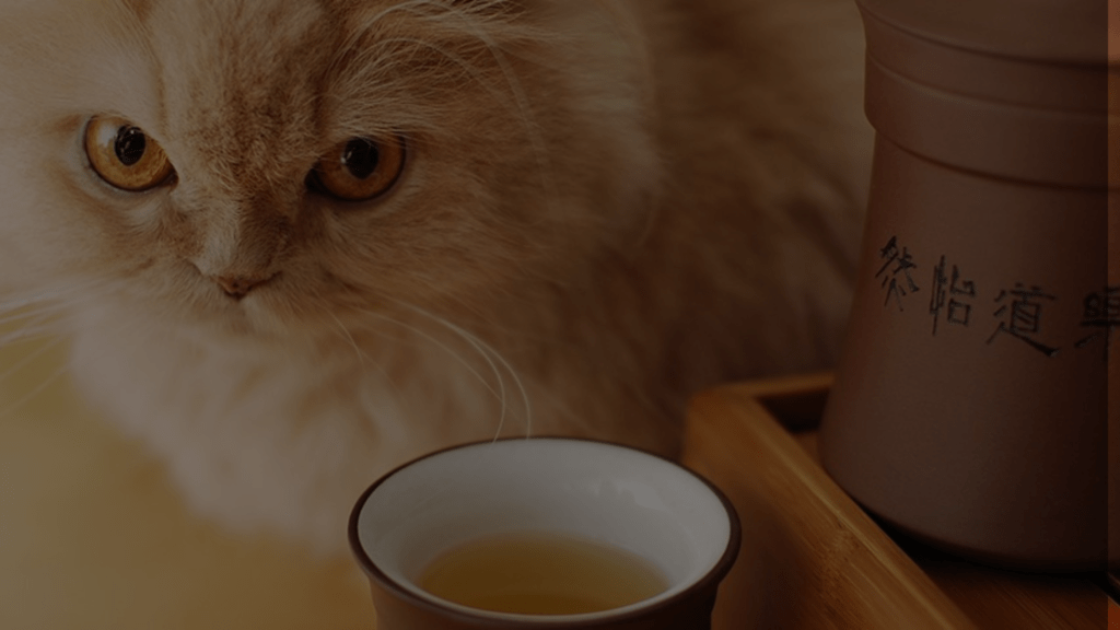 Why Does My Cat Smell Like Maple Syrup? Petsy Box