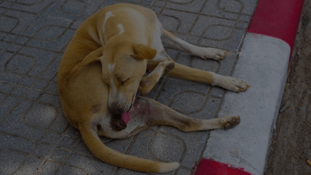 Why Does My Dog Keep Biting His Privates? Facts