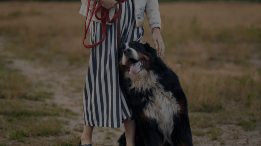 Why Does My Dog Push His Toys Against Me? Reasons & Facts