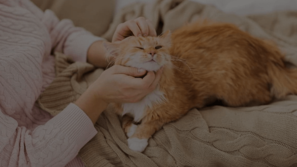 Why Is My Cat So Soft? Unlocking the Secrets Petsy Box