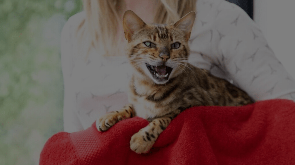 Why Is My Spayed Female Cat Yowling? Petsy Box