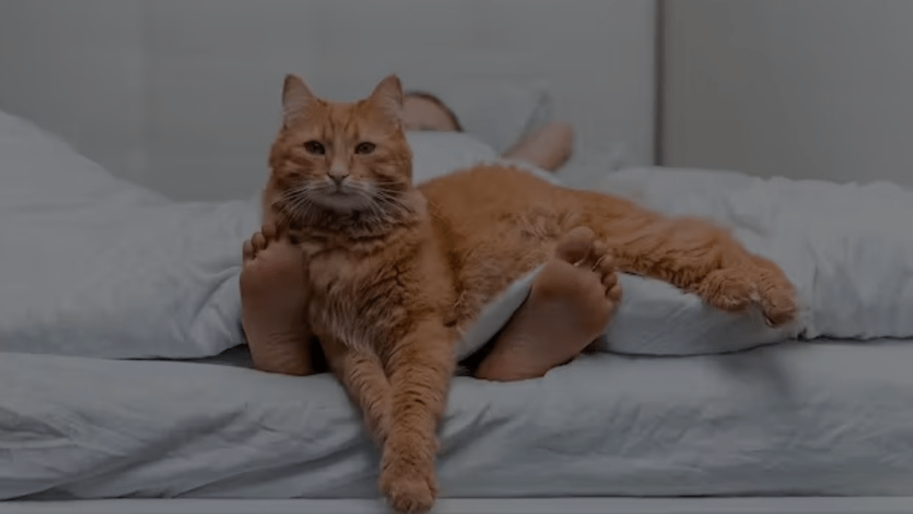 Why is My Cat Digging on My Bed? Feline behavior